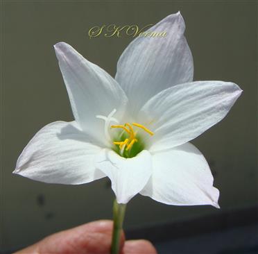  Flower (Upper view)
